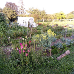 Living Garden